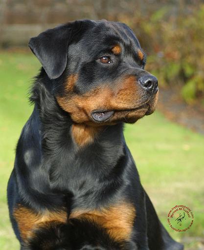 Rottweiler 9W044D-059.JPG